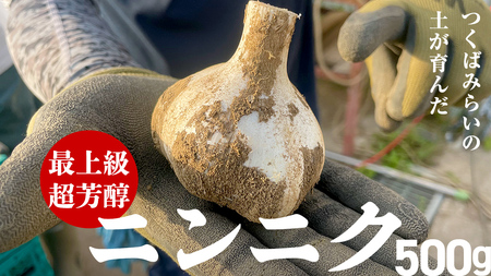 超芳醇 つくばみらいの土が育んだ 最上級ニンニク 500g つくばみらい市 ニンニク 新ニンニク 茨城県産 国産 無化学肥料 農薬不使用 化学肥料不使用
