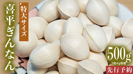 [先行予約] 喜平 ぎんなん 500g (1粒4.0g程度・特大サイズ) [2025年10月中旬より発送開始] イチョウ 秋 美味 栄養満点 健康 高血圧予防 むくみ改善 疲労回復 美肌