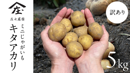 【訳あり】ミニ ジャガイモ ( キタアカリ )  5kg 田んぼで作ったころころジャガイモ 新じゃが じゃがいも 芋 大容量 家庭用 小粒 野菜 根菜 産地直送 新鮮 6000円