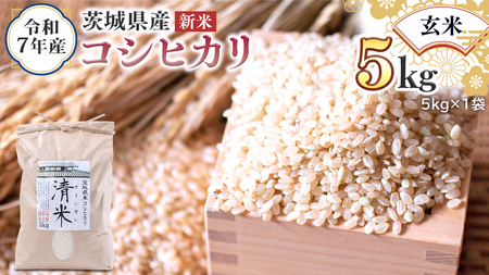 [ 新米 ] 令和7年産 茨城県産 玄米 コシヒカリ 5kg (5kg×1袋) 清米 キヨシマイ こしひかり 米 コメ こめ 単一米 限定 茨城県産 国産 美味しい お米 おこめ おコメ