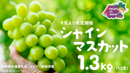 シャインマスカット 1.3キロ(約2房) [2025年9月より発送開始](茨城県共通返礼品 [ぶどう]:結城市産)