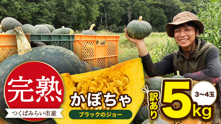 [ 訳アリ ]完熟かぼちゃ ブラックのジョー 5kg(3〜4玉)
