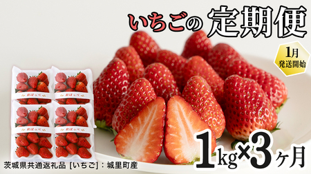 [定期便]いちご3ヶ月連続お届け便 (250g×4パック)×3回 [2027年1月から発送開始](茨城県共通返礼品 [いちご]:城里町産)