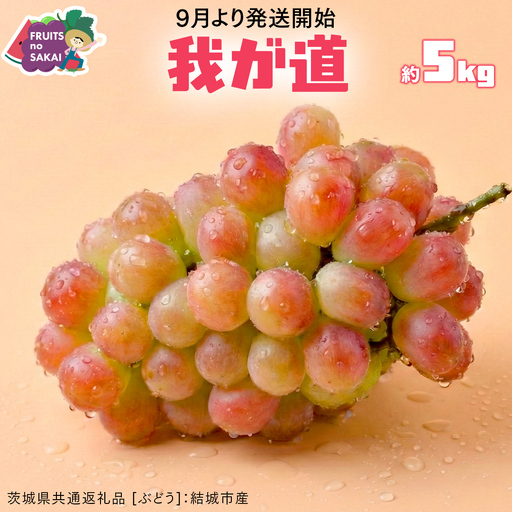 我が道 5kg (8〜12房)[2026年9月より発送開始](茨城県共通返礼品 [ぶどう]:結城市産)