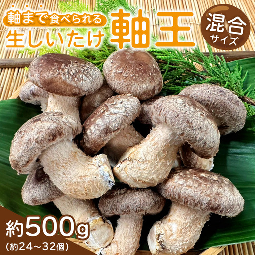 産地直送!軸まで美味しい『軸王しいたけ』サイズ混合 約500g (約24〜32個)