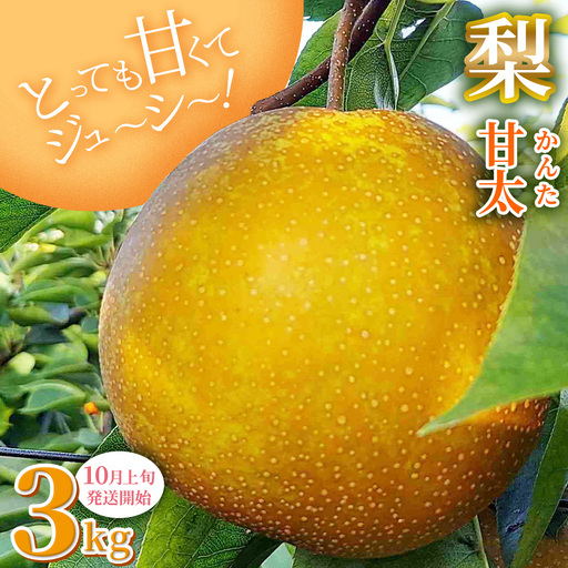 梨 とっても甘くて ジューシー 甘太 3kg[10月上旬発送開始]