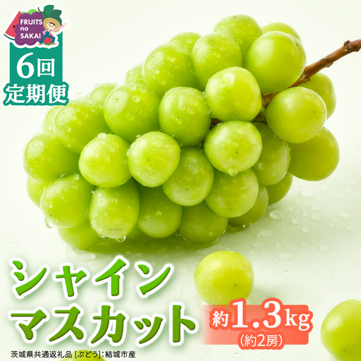 【定期便】6か月連続でお届け！ シャインマスカット 約1.3kg（約2房）【2026年8月から発送開始】（茨城県共通返礼品 [ぶどう]：結城市産）