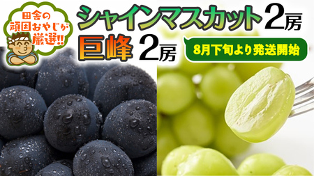 シャインマスカット 2房 ・ 巨峰 2房 セット【8月下旬より発送開始】田舎の頑固おやじが厳選！
