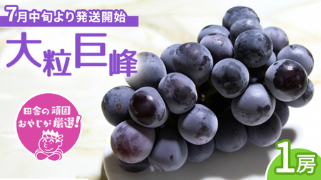 大粒巨峰1房[7月中旬より発送開始]田舎の頑固おやじが厳選!