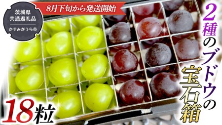 2種類 の ブドウ の 宝石箱 18粒 [令和6年8月下旬から発送開始] (茨城県共通返礼品:かすみがうら市産) 田舎の頑固おやじが厳選! 巨峰 ピオーネ マスカット ぶどう フルーツ 果物