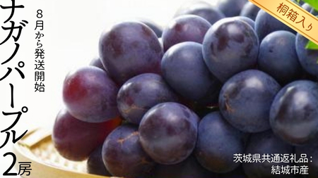 【 桐箱入り 】 ナガノパープル 2房 【2025年8月から発送開始】（茨城県共通返礼品 [ぶどう]：結城市産） 果物 フルーツ マスカット ぶどう ギフト 贈答 プレゼント 桐箱