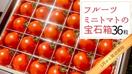 フルーツミニトマトの宝石箱 36粒 [2025年1月から発送開始] 野菜 トマト フルーツ ミニトマト フルーツ