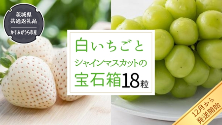 白いちご と シャインマスカット の 宝石箱 18粒 [令和6年12月から発送開始](県内共通返礼品:かすみがうら市産) 果物 フルーツ いちご イチゴ 白苺 ぶどう マスカット ギフト プレゼント