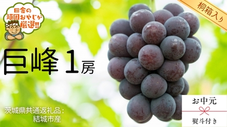 [ 桐箱入り ] シャインマスカット と ゴルビー (各種1房ずつ) [2025年9月から発送開始](茨城県共通返礼品 [ぶどう]:結城市産) シャインマスカット ゴルビー ぶどう 果物 フルーツ 季節 旬