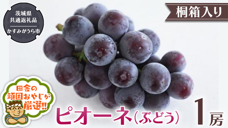 [ 桐箱入り ]ピオーネ[ぶどう] 1房 [令和6年8月から発送開始](県内共通返礼品:かすみがうら市産) ぶどう ピオーネ 果物 フルーツ 季節 旬