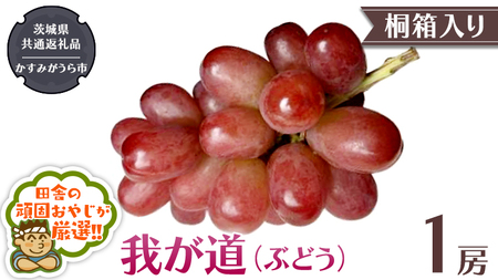 [ 桐箱入り ]我が道[ぶどう] 1房 [令和6年9月から発送開始](県内共通返礼品:かすみがうら市産) ぶどう 我が道 果物 フルーツ 季節 旬