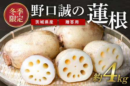 [ 冬季限定 贈答用 ] 野口誠の蓮根 約4kg れんこん レンコン 蓮根 野菜 国産 期間限定 57-B