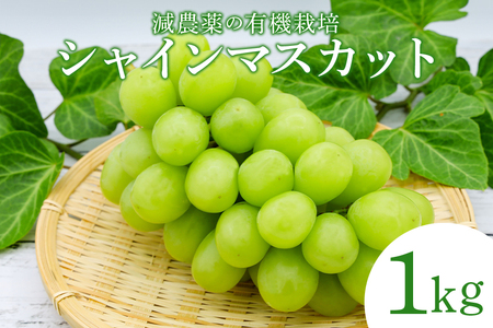 【数量限定・先行予約】 シャインマスカット 1kg ぶどう ブドウ 葡萄 果物 フルーツ 70-I