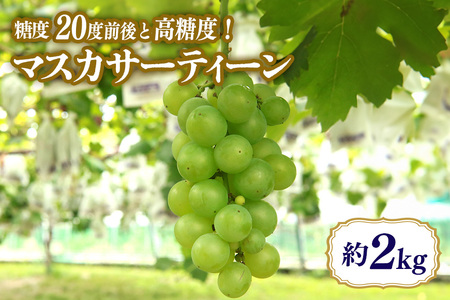 【数量限定・期間限定】 マスカサーティーン 約2kg マスカット ブドウ ぶどう 葡萄 皮ごと食べられる ジューシー 果物 フルーツ くだもの 白ぶどう 【9月1日～9月末順次発送予定】 54-C