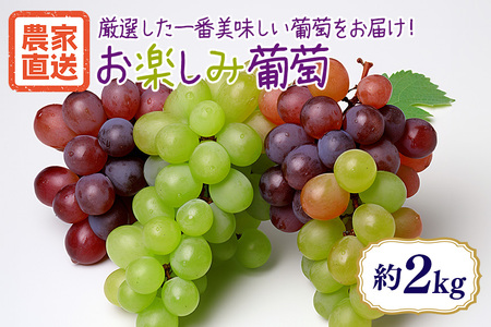 [数量限定・期間限定] お楽しみ葡萄 約2kg ブドウ ぶどう 葡萄 マスカット 白ぶどう 皮ごと食べられる ジューシー 果物 フルーツ くだもの お楽しみ シャインマスカット ハイベリー マスカサーティーン バイオレットキング 富士の輝 BKシードレス その他品種 [9月下旬〜10月下旬順次発送予定] 54-D
