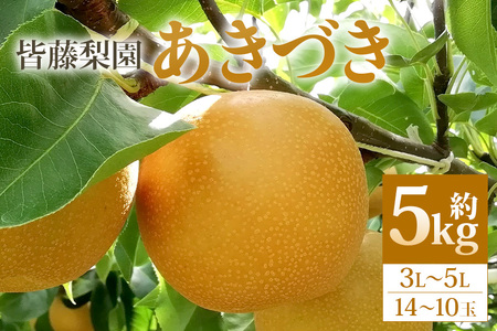 [数量限定・先行予約][皆藤梨園]あきづき(約5kg/3L〜5L/14〜10玉) 梨 あきづき 果物 なし ナシ 秋月 くだもの フルーツ [9月上旬以降発送予定] 75-D