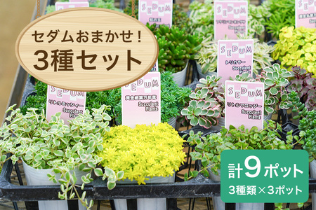 セダムお任せ 3種類×3ポットセット(合計9ポット) セダム 多肉 植物 品種 おまかせ 種類 セット 寄せ植え 観葉 苗 室内 育成 おしゃれ ギフト 贈り物 プレゼント 茨城 55-D