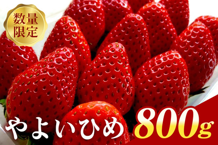 『数量限定』 ステビア栽培 朝摘み いちご やよいひめ 800g 【期間限定 4月10日に受付終了】 88-A