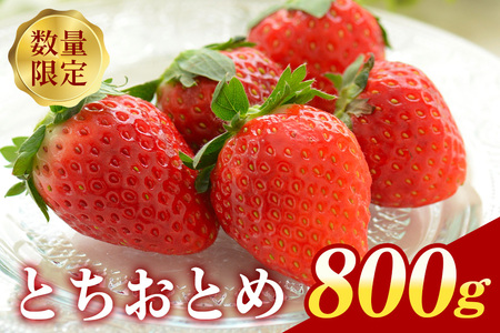 『数量限定』 ステビア栽培 朝摘み とちおとめ 800g 直売 ブランド いちご 甘い 大粒 高級 ギフト 贈答用 朝摘み ステビア 苺 イチゴ 栽培 88-B