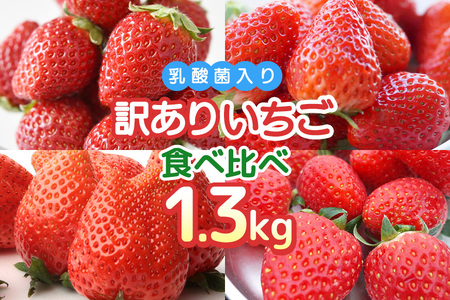 訳あり山盛り4種類 サイズ違い品種違いのいちご1.3kg いちご 乳酸菌 イチゴ 苺 フルーツ 果物 くだもの 健康 パック セット 訳あり 訳アリ 山盛り サイズ 品種 紅ほっぺ ほしうらら よつぼし かおり野 茨城 国産 [2月〜5月順次発送予定] 19-AH