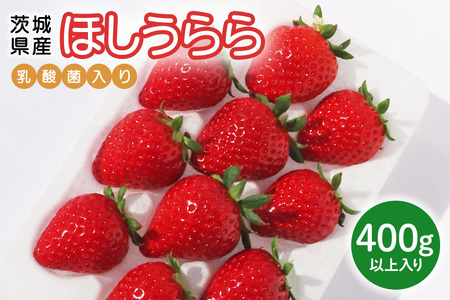 [先行予約・数量限定]ほしうらら 『乳酸菌入りいちごパック』 400g以上入り いちご 乳酸菌 イチゴ 苺 フルーツ 果物 くだもの 健康 パック 贈答 ギフト 茨城 国産 19-AJ [4/10〜5/10順次発送予定]
