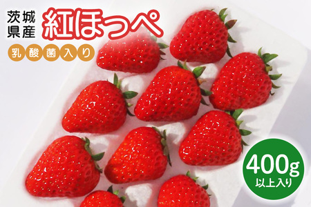 [先行予約・数量限定]紅ほっぺ 『乳酸菌入りいちごパック』 400g以上入り いちご 乳酸菌 イチゴ 苺 フルーツ 果物 くだもの 健康 パック 贈答 ギフト 茨城 国産 19-AK [4/10〜5/10順次発送予定]