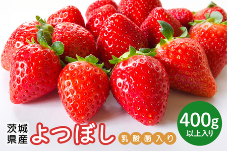[先行予約・数量限定]よつぼし 『乳酸菌入りいちごパック』 400g以上入り いちご 乳酸菌 イチゴ 苺 フルーツ 果物 くだもの 健康 パック 贈答 ギフト 茨城 国産 19-AL [4/10〜5/10順次発送予定]