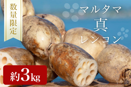 【数量限定・先行予約】 マルタマ真レンコン 3kg れんこん レンコン 蓮根 茨城 国産 お正月 おせち 野菜 17-AC ＜9月上旬～下旬発送予定＞
