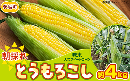 494 とうもろこし 味来 10本入り 約4kg スイートコーン 黄色 先行予約 2024年10月中旬〜11月上旬ころ発送予定