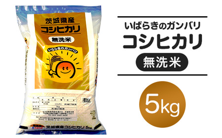 151 無洗米 コシヒカリ 5kg 令和6年 茨城県産