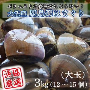 大洗産鹿島灘天然はまぐり 3㎏ 冷蔵 お吸い物 ハマグリ 蛤 貝 砂抜き処理 魚介類 大洗産 天然 はまぐり_BQ011