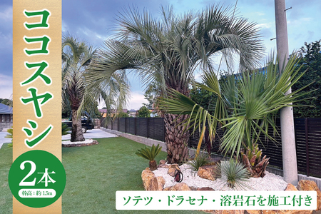 ココスヤシ 幹高約1.5m２本・ソテツ・ドラセナ・溶岩石【施工込み】 ヤシの木 ヤシ リゾート ガーデン 自宅 別荘 南国 庭木 観葉植物 大洗町_DQ007