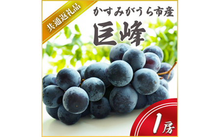 ＜2025年7月より順次発送予定＞巨峰　1房(県内共通返礼品:かすみがうら市産) (BR040)