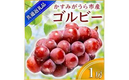 ゴルビー 1房 ＜2026年9月上旬より順次発送予定＞ (県内共通返礼品:かすみがうら市産) 先行予約 ぶどう ブドウ 葡萄 フルーツ 茨城 新鮮 (BR042)
