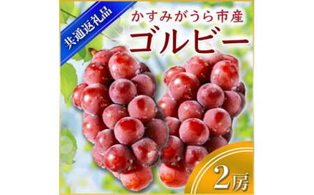 ＜2025年9月上旬より順次発送予定＞ゴルビー　2房(県内共通返礼品:かすみがうら市産) (BR053)