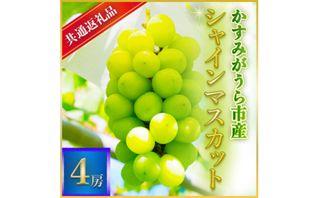 シャインマスカット 4房 ＜2026年7月より順次発送予定＞ (県内共通返礼品:かすみがうら市産) 先行予約 ぶどう ブドウ 葡萄 フルーツ 茨城 新鮮 (BR057)