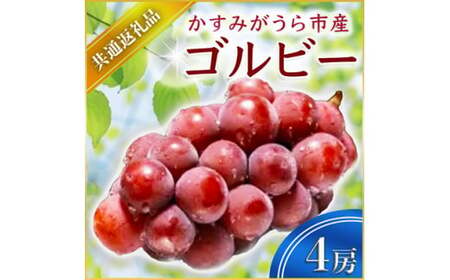 ゴルビー 4房 ＜2026年9月上旬より順次発送予定＞ (県内共通返礼品:かすみがうら市産) 先行予約 ぶどう ブドウ 葡萄 フルーツ 茨城 新鮮 (BR058)