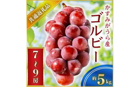 ゴルビー 約5kg 7～9房 ＜2026年9月上旬より順次発送＞ (県内共通返礼品:かすみがうら市産) 先行予約 ぶどう ブドウ 葡萄 フルーツ 茨城 新鮮 (BR063)