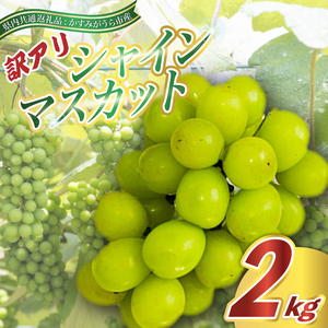訳あり シャインマスカット 約2kg ＜2026年9月より順次発送＞ (県内共通返礼品:かすみがうら市産) 先行予約 ぶどう ブドウ 葡萄 フルーツ 茨城 新鮮 (BR076)