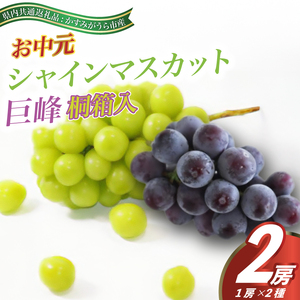 【お中元 熨斗付】 シャインマスカット と 巨峰 桐箱入り 2房 ＜2026年8月より順次発送＞ (県内共通返礼品:かすみがうら市産) 先行予約 ギフト 贈答 ぶどう ブドウ 葡萄 フルーツ 茨城 新鮮 (BR104)