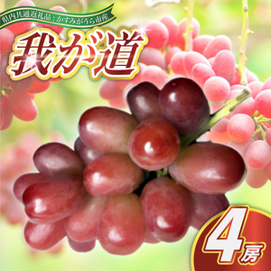 我が道 4房 ＜2026年9月より順次発送予定＞ (県内共通返礼品:かすみがうら市産) 先行予約 ぶどう ブドウ 葡萄 フルーツ 茨城 新鮮 (BR107)