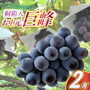 【お中元 熨斗付】 巨峰桐箱入り2房 ＜2026年8月より順次発送＞ 先行予約 ぶどう ブドウ 葡萄 フルーツ 茨城 新鮮 (県内共通返礼品:かすみがうら市産) (BR108)