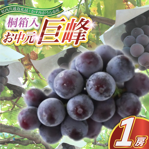 【お中元 熨斗付】 巨峰 桐箱入り 1房 ＜2026年8月より順次発送＞ (県内共通返礼品:かすみがうら市産) 先行予約 ギフト 贈答 ぶどう ブドウ 葡萄 フルーツ 茨城 新鮮 (BR111)