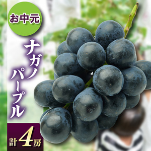 お中元ナガノパープル4房　県内共通返礼品:かすみがうら市産 (BR169)