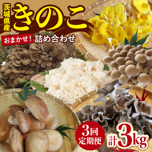 [ 3ヶ月 連続定期便 ] きのこ の 詰め合わせ Sサイズ 約1kg 大容量 キノコ 舞茸 あわび茸 たもぎ茸 しいたけ ぶなしめじ セット 鍋 炒め物 茨城県 城里町産 定期便